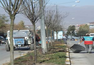 40 ağaca 24 bin TL ödediler